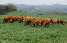 [포토뉴스]청정 강원한우 대관령 초원 나들이