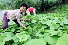 [포토뉴스]삼척 하장 두타산 산나물 축제