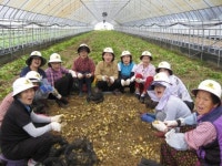 [포토뉴스]근덕농협 농가주부모임회 일손돕기