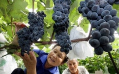 [포토뉴스]포도 수확의 계절