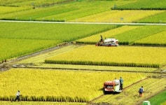 [포토뉴스]황금 들녘