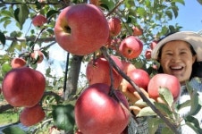 [포토뉴스]탐스럽게 익은 사과