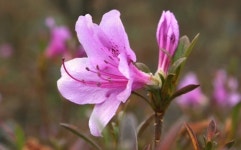 [홍천]때 아닌 철쭉 꽃 활짝 눈길