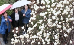 [포토]봄비 머금은 목련