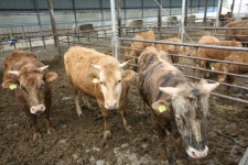 [속초]순수 토종 `칡소 전국 첫 판매점 개설