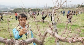 [포토뉴스]“축제는 시작됐는데…” 속타는 복숭아 농가