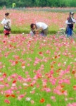 [원주]꽃 양귀비와 수레국화의 화려한 어울림