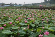[포토뉴스]봉정마을 연꽃축제 개막