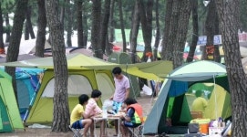 강릉 해변 송림 야영장 피서지로 인기