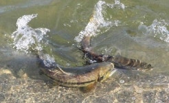 [강릉]남대천에 수십마리 연어 돌아와