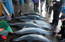 삼척 앞바다서 돌고래 7마리 혼획