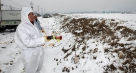 AI 감염 농장서 오리 분양 농가 ‘충주’…“헉”