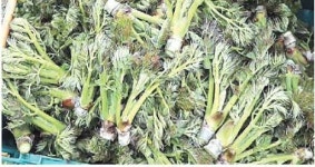 [제철 음식이 보약]춘곤증 없애주는 데 특효약