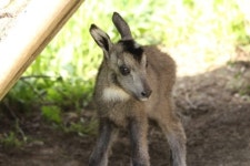 [양구]`산양의 선물