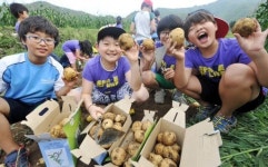 [춘천]“직접 수확한 감자 … 힘들어도 뿌듯해요”