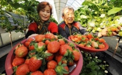 [포토뉴스]“탐스러운 겨울 딸기 맛보세요”