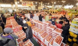 [포토뉴스]설 앞두고 분주한 농산물도매시장