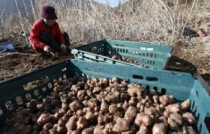 [포토뉴스]다이어트 특효 돼지감자 수확