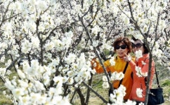 [포토뉴스]매화향에 흠뻑 취한 관광객들