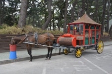 [강릉]경포 관광마차 평일도 영업 논란