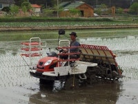 [포토뉴스]강릉 첫 모내기