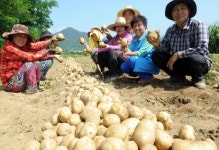 [포토뉴스]무실동 바르게살기운동 감자수확 봉사