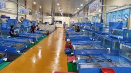 [속초]피서철에도 파리 날린 횟집들