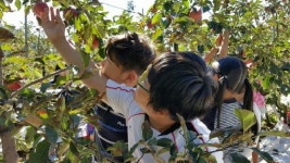 [포토뉴스]사과 따기 체험