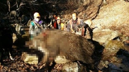 [포토뉴스]삼척서 살인 멧돼지 추정 2마리 추가 포획