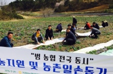[포토뉴스]농협 농촌일손돕기-양양