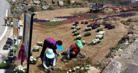 [원주]봄 꽃모 1만5,000그루 물레방아 쉼터에 심어