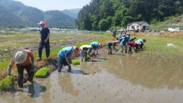 [횡성]새참 함께 먹으면서 추억의 손 모내기