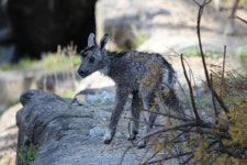 [양구]“아기산양 3마리 태어났어요”