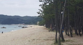 [삼척]송림 우거진 원평해변…침식 딛고 손님맞이