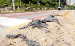 [포토뉴스]뜯어진 모래주머니 시민 안전운전 위협