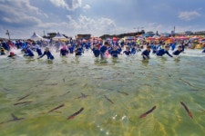 [포토뉴스]송지호해변 오징어 맨손잡기 축제
