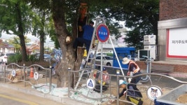 [양구]“수령 60년 부부 느티나무 살려라”