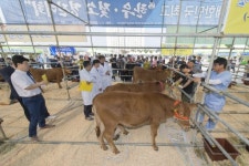 [포토뉴스]강원축산경진대회
