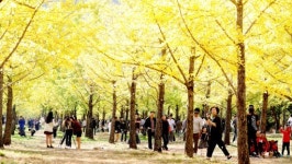 가을정취 물씬 홍천 은행나무숲 인기