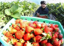 [강릉]“하루 주문량 3배” 강릉 딸기 인기