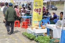 철원 DMZ마켓 봄나물 잔치 성황