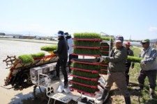 [철원]철원평야 첫 모내기