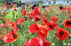 [원주]10번째 봉우리 활짝 붉은 양귀비 유혹