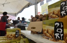 [포토뉴스]“오륜감자 맛보세요”