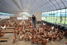 [횡성]흙목욕 가능한 자연양계 도입