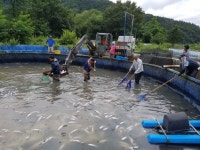 [양식장 송어 떼죽음 책임소재 놓고 공방]“전기공급 문제”vs“자연재해 사고”