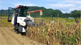[홍천]전국 첫 옥수수 알갱이 기계로 수확