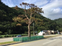 [인제]용대3리 마을 상징목 고사 위기
