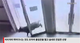 평창동계올림픽 개폐회식장에 멸종위기종 산양이 등장한 까닭