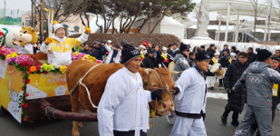 평창동계올림픽 성화, 소달구지 타고 한우의 고장 밝혔다